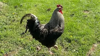 Introducing a Rooster to the flock 🐓🔥
