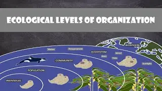 Ecological Levels of Organization | Ecology