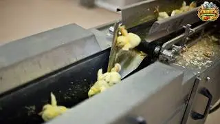Você Não Faz Ideia de Como PINTINHOS MACHOS Estão Sendo Descartados na Indústria de Ovos