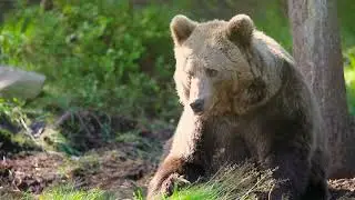 How To Keep Bears Away When Camping | The Ultimate Bear-Safe Camping Guide
