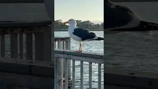 BIRD SIGHTING ! AMERICAN SEAGULL .
