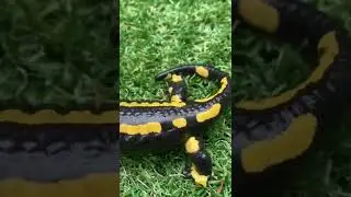 The fire salamander  ( salamandra salamandra )