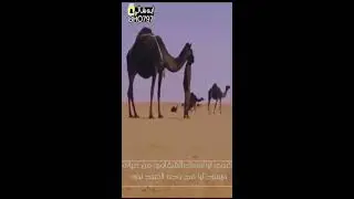 قصيدة ياهل البل مجاراه بين الشاعرين عبدالله بن عايض الشلوي ويوسف بن سالم الشلوي