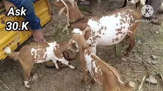 Hindiganala Goat & Sheep Market 31/07/2023 #Hyderabadi Bakra #Long Ear Goat's