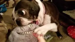 Barkbox July 2017