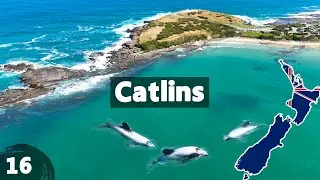 Surfen mit Delfinen in Curio Bay! | Vanlife Neuseeland 16