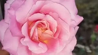 শুভ দুপুর চলে এসো বন্ধুরা লাইফে