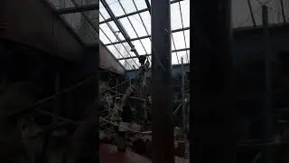 Screaming chimpanzee noises #shorts #chimpanzee #sound #screaming