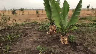 Children's Village Home gardens