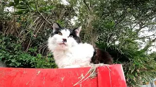 【田代島】【猫島】高台から島の警備する野良猫
