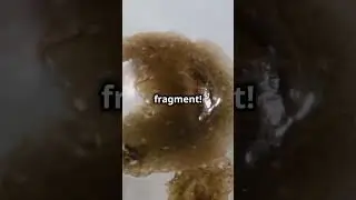 Animals with Sci-Fi Level Regeneration!