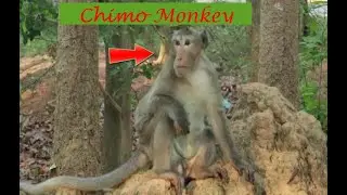 Daily Chimo Monkey In Amber Group,How To See Chimo Sit looking To Group Mama Monkey East Side