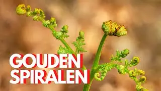 BOS- & MACROFOTOGRAFIE: FIBONACCI en “GOLDEN SPIRALS” zoeken in het bos!