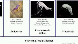 Stawonogi, rząd Obunogi arthropoda saskia cyrano Fuse Stygobromus Batyporeja French Bełkaczek