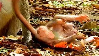 OMG, Pity sweet girl Janna collapse by cute baby Dax, Baby monkey Janna plays with cute boy Dax