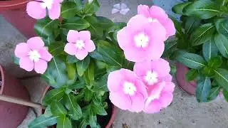 Summer's Vinca season 😊