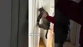 IST DEINE KATZE SCHLAU ODER DUMM? (1) CatInfo #katze #catsofyoutube #cat