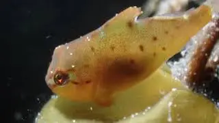 diving in the netherlands   HD 1080p
