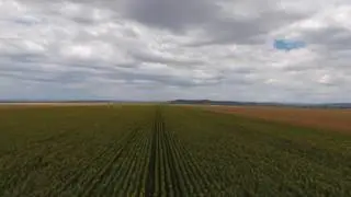 Drone shots Willow Tree