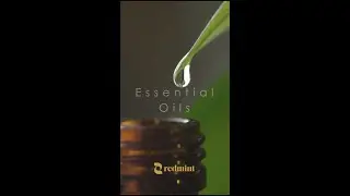 Topical Essential Oils for Acne, Heart Health, Gut, and Glow