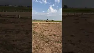 9/6/2025 - Oliver's First Schooling Show - Dressage #2