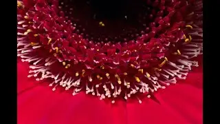 Gerbera Daisy - Macro - Dark Shadows