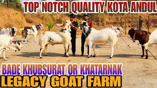 Big Size khusurat Or Khatarnak Kota Andul Bakre Farm Pe Pale Huwe Legacy Goat Farm