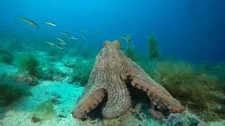 Punta Secca - Giannutri