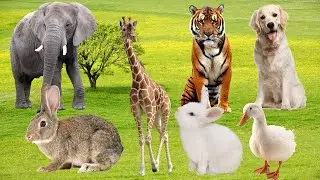 Why are animals gluttonous? animals go away, animals sleep in the forest.