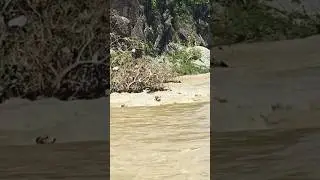 hunting dogs in water, pointer dogs, barking dog, Italian brainrot #dogbreeds #puppy #pointerdog