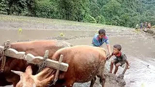 🌾ROPAI🌾 //Traditional way of rice cultivation// Marchak, Khola Taar, East Sikkim// PART II..