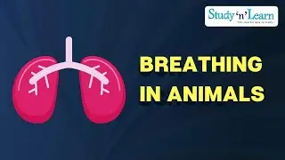 Breathing in animals | Respiration in Mammals | Inspiration | Expiration