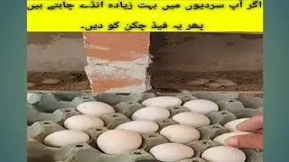 If you want alot of eggs give this feed to Chicken// ap zyda andye chatye Hain murgi ko ye feed dye