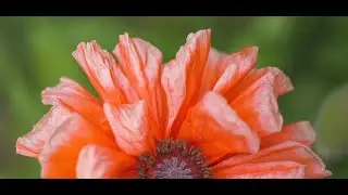 Compassionate Wisdom Workbook Part Two