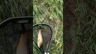 Sometimes they bite back! Pa wild Brown #fishing #mepps #troutfishing #troutbum #trout #wilderness
