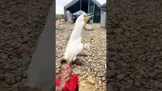 Cormoran