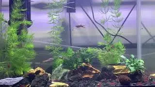 Endler Guppies & Cherry Shrimp - Main Tank 23/09/2023