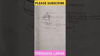 TORNARIA larva