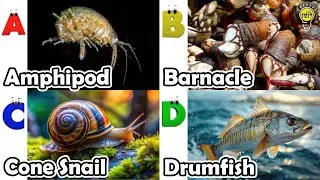 ABC phonics animals | ABC Sea Animals song | English and Animals for Kids #angelfishs