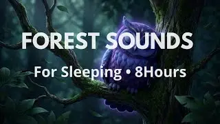 Forest Sounds & Rain for Sleeping - 8 Hours