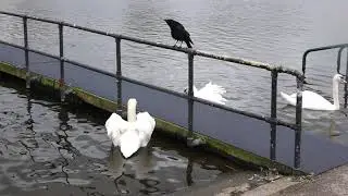 Male Mute Swans face off across the jetty