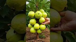How to Grow Guava Tree from Guava Fruit at Home