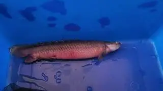 RIP dragon fish. A Senegal Bichir (Polypterus senegalus).