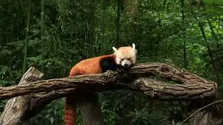 Red Panda l Wildlife Videography | Short Film by Jac O' Burger