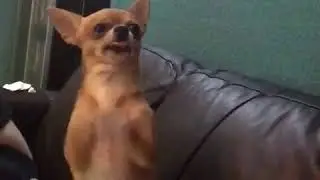 Esta rata tiene m&aacute;s ritmo que yo