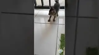 #shorts | kitten dome can walk | 36
