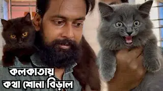 কলকাতায় কথা শোনা পার্সিয়ান বিড়াল. Persian Cat Market in Kolkata. Kolkata Cat Market.