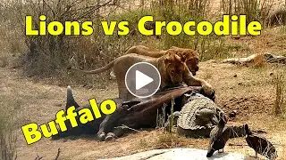 Lions Battle Crocodile Over Buffalo Kill