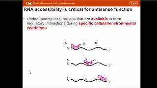 Measuring RNA Accessibility in vivo