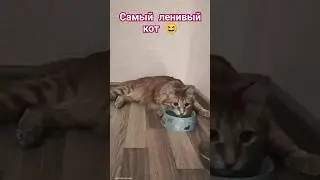 Кот - лентяй даже воду пьёт лёжа 😁 #кот #memes #cat #lazy #шортс #shorts
